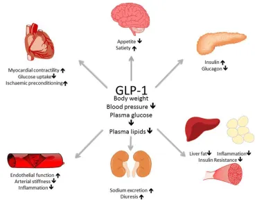 glp-1 dose titration guidelines clinical trials GLP‐1 Receptor Agonist Therapy and Cardiorenal Outcomes in Patients ≥ 80  Years Old With Type 2 Diabetes - Chen - 2026 - Journal of the American  Geriatrics Society