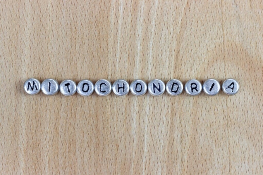 Mitochondria is the key to energy, aging, and a sharper mind